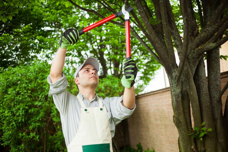 Arborist Pruning in Reno, NV