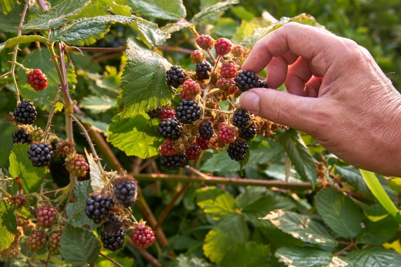 Blackberry Bush Removal in Ventura County, CA