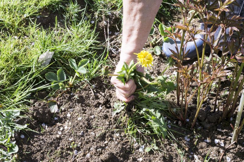 Garden Deweeding in Rockwall, TX