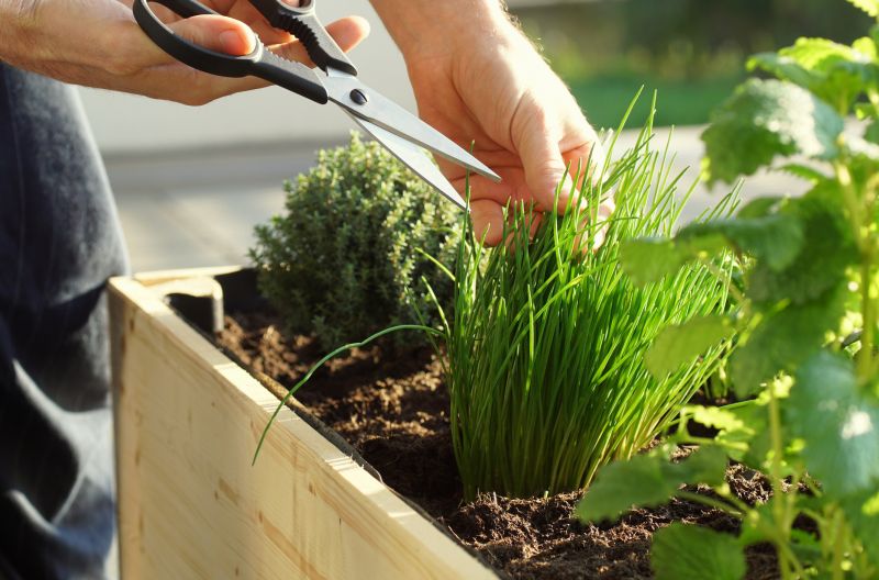 Hedge Planting in Ventura County, CA