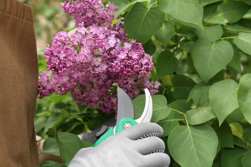 Lilac Trimming Service in Honolulu, HI