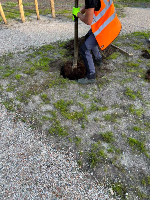 Ornamental Tree Planting in Honolulu, HI
