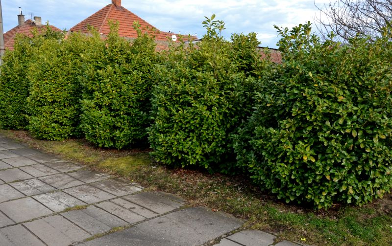Privacy Shrub Installation in Honolulu, HI