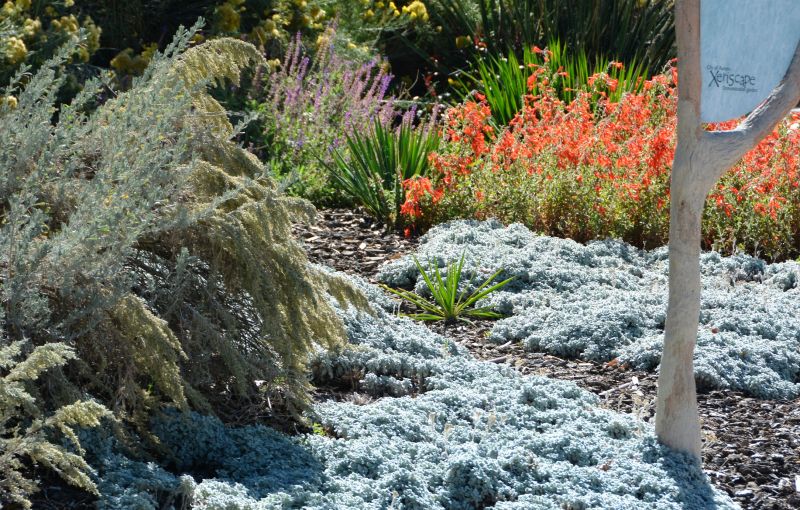 Xeriscape Landscaping in Honolulu, HI