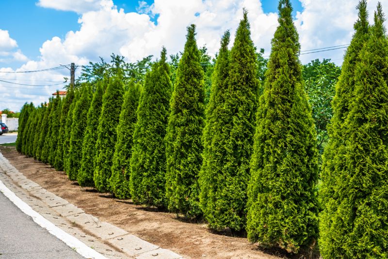 Arborvitae Pruning in Honolulu, HI