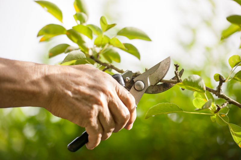 Arborvitae Pruning in Honolulu, HI