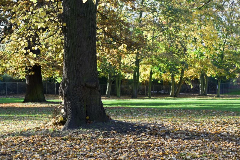 Autumn Leaf Removal in Ventura County, CA