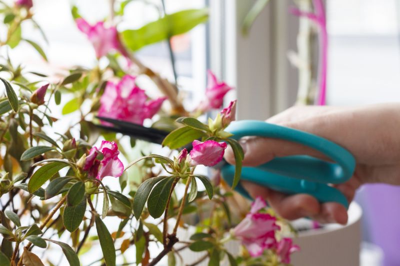 Azalea Pruning in Ventura County, CA