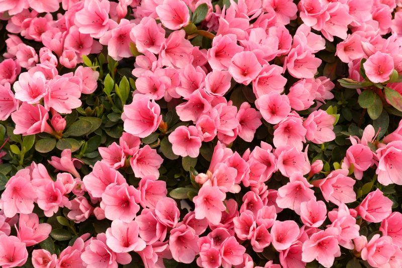 Azalea Pruning in Honolulu, HI