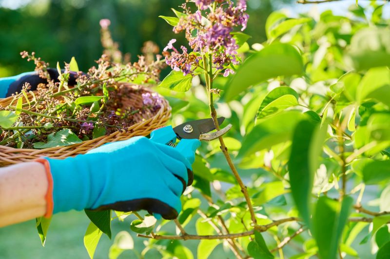 Azalea Pruning in Honolulu, HI