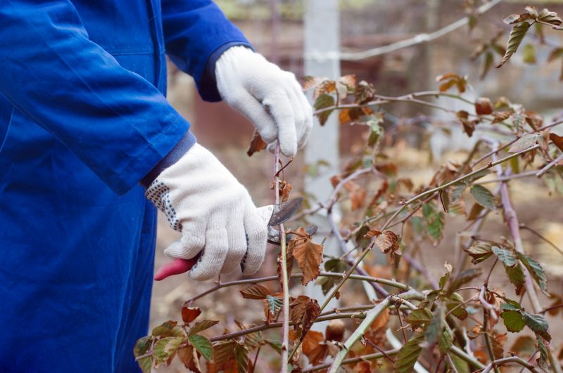 Blackberry Bush Removal in Ventura County, CA