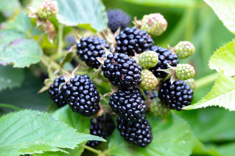 Blackberry Bush Removal in Ventura County, CA