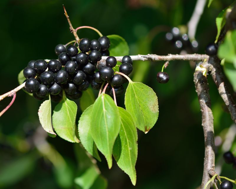 Blackberry Bush Removal in Honolulu, HI