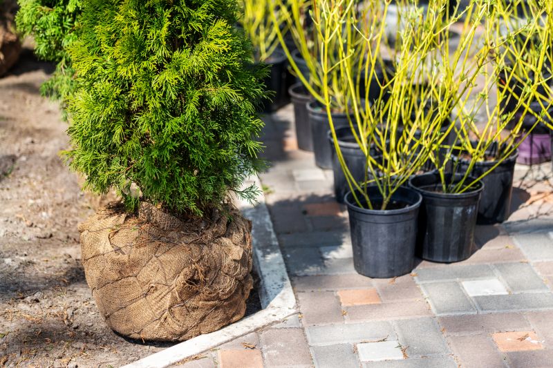 Boxwood Planting in Honolulu, HI