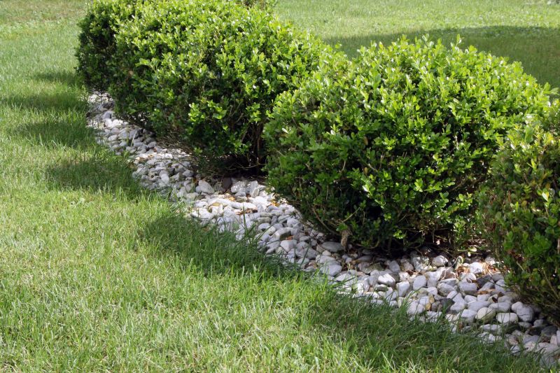 Boxwood Planting in Ventura County, CA