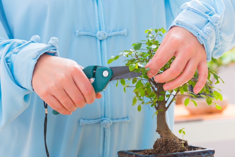 Boxwood Trimming in Honolulu, HI