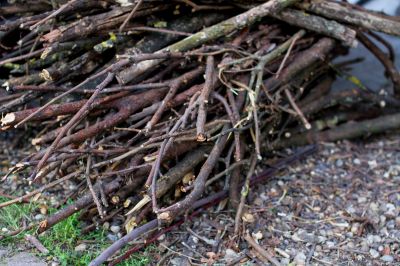 Brush Cleanup Service in Honolulu, HI