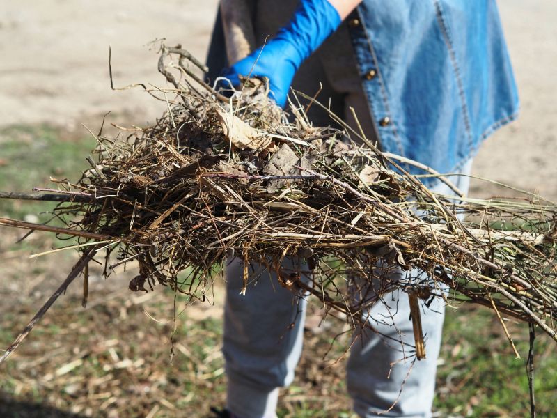 Brush Cleanup Service in Honolulu, HI