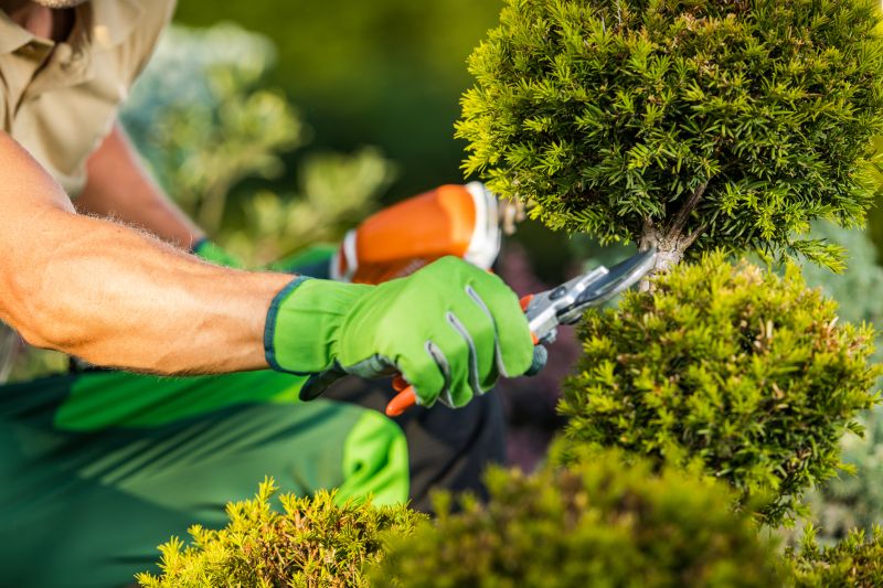 Bush Trimming Service in Ventura County, CA