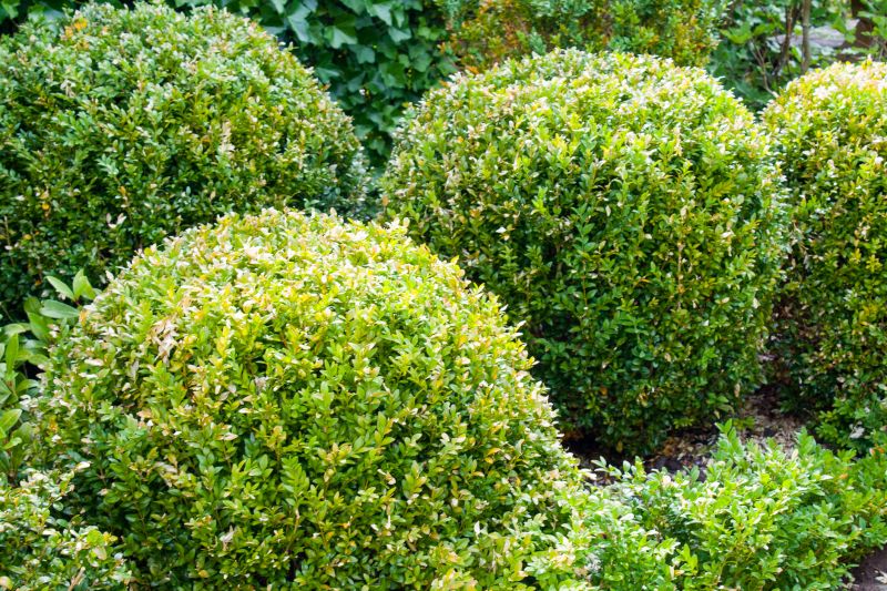 Bush Trimming Service in Ventura County, CA