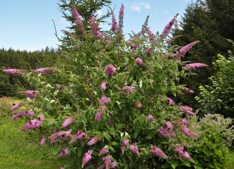 Butterfly Bush Pruning in Honolulu, HI