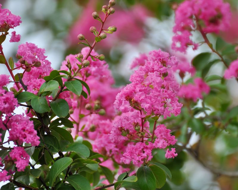 Crape Myrtle Pruning in Honolulu, HI