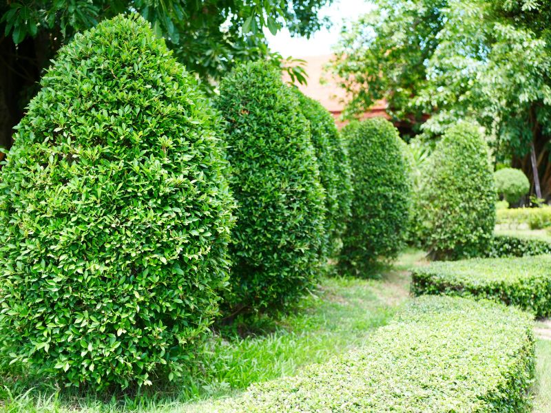 Evergreen Hedge Trimming in Honolulu, HI