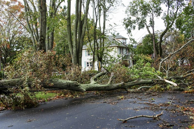 Fallen Branch Removal in Honolulu, HI