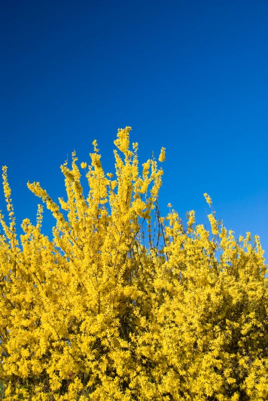 Forsythia Pruning in Honolulu, HI
