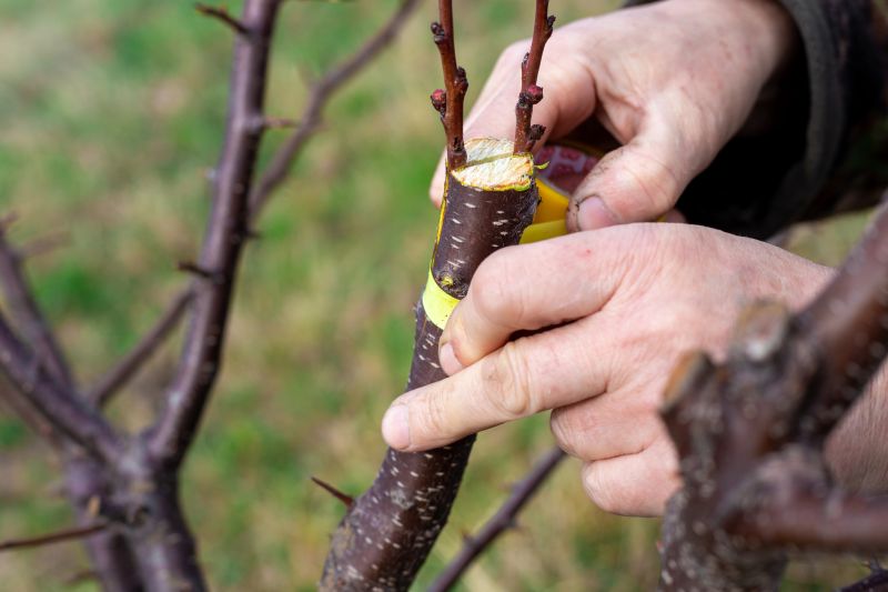 Fruit Tree Planting in Ventura County, CA
