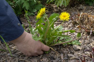 Garden Deweeding in Ventura County, CA
