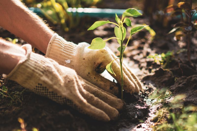 Greenery Planting in Ventura County, CA