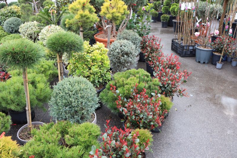 Ground Cover Planting in Honolulu, HI