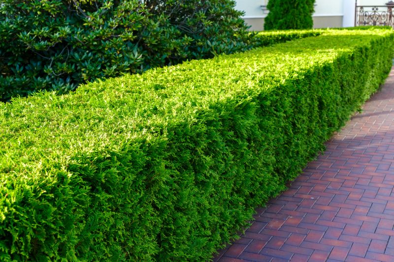 Hedge Landscaping in Ventura County, CA
