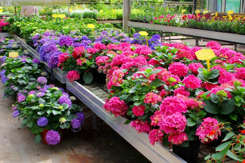 Hydrangea Planting in Ventura County, CA