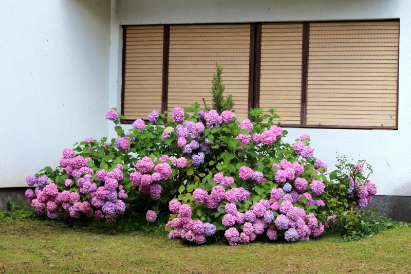 Hydrangea Planting in Ventura County, CA