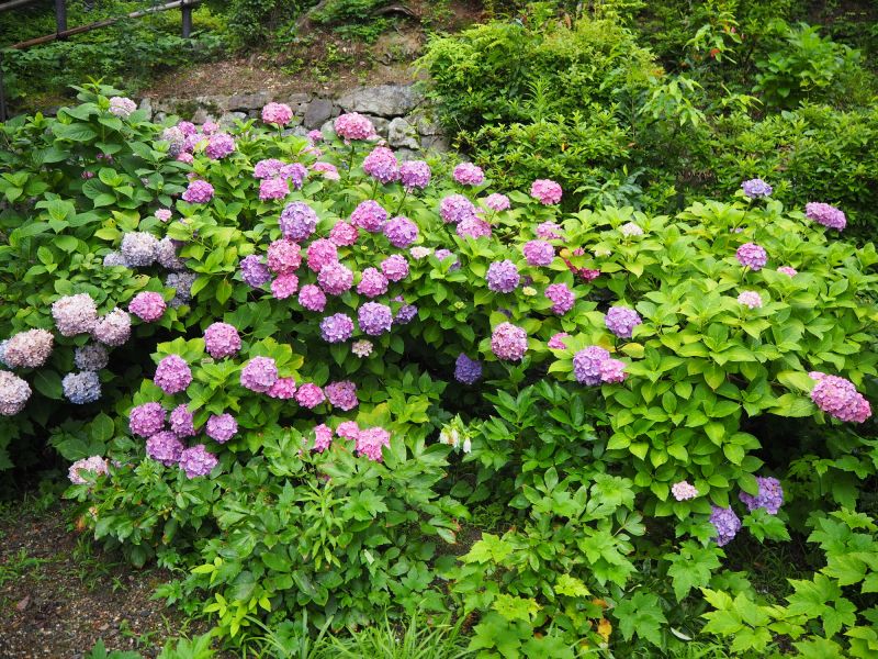 Hydrangea Planting in Honolulu, HI