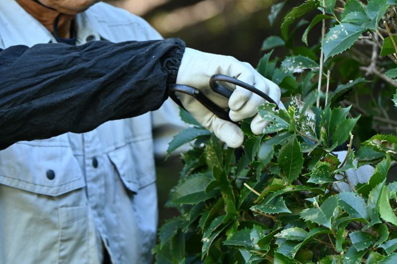 Hydrangea Pruning in Honolulu, HI
