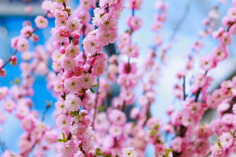 Japanese Cherry Tree Planting in Honolulu, HI