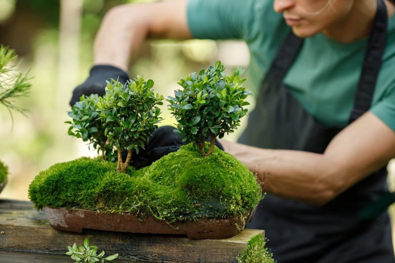 Japanese Maple Planting in Honolulu, HI