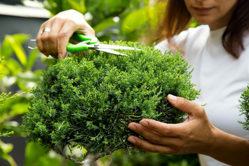 Juniper Pruning in Honolulu, HI