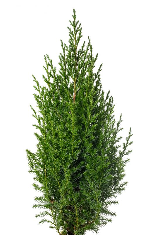 Juniper Trimming in Honolulu, HI