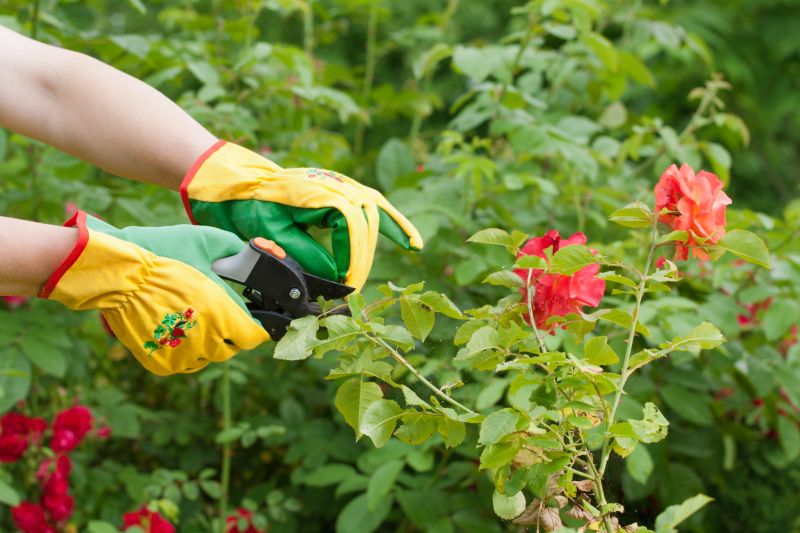 Knockout Roses Pruning in Honolulu, HI