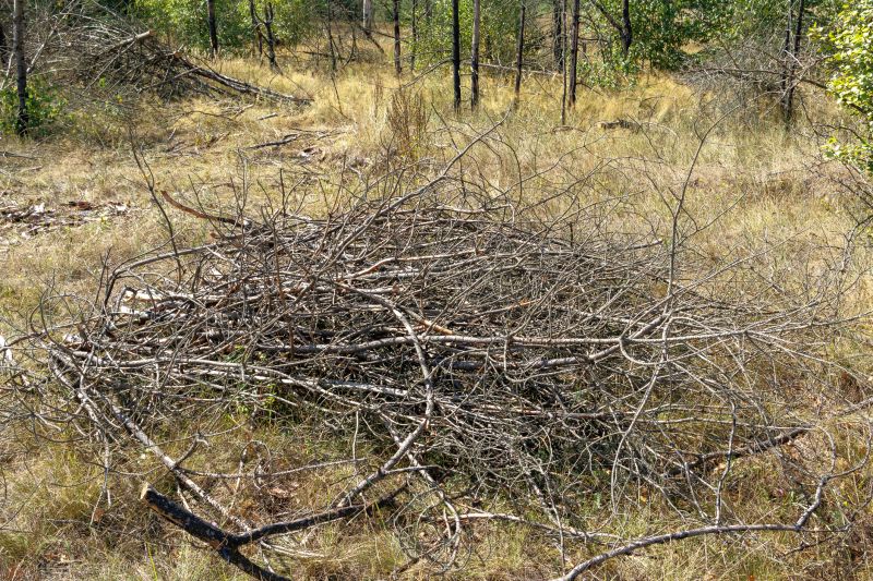 Lawn Debris Cleanup in Honolulu, HI