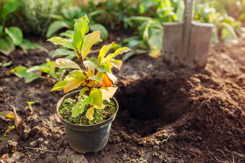 Magnolia Tree Planting in Honolulu, HI