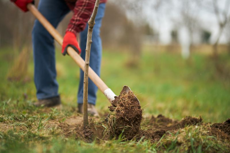 Maple Tree Planting in Ventura County, CA