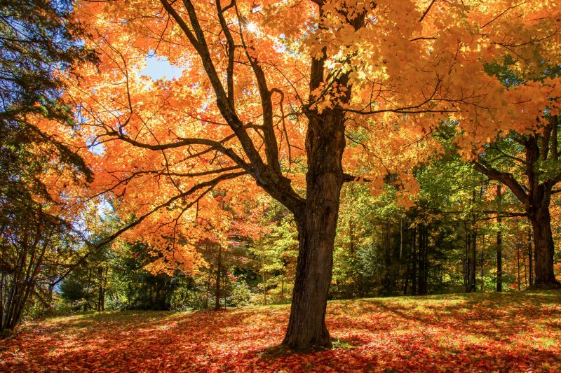 Maple Tree Planting in Ventura County, CA