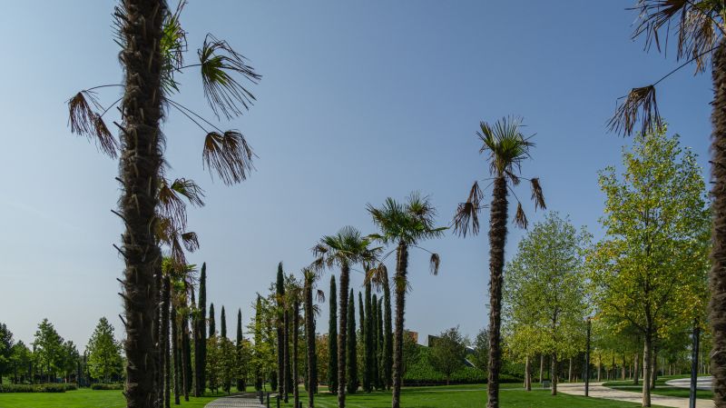Palm Tree Planting in Ventura County, CA