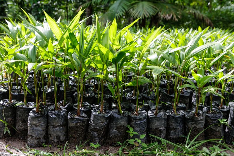 Palm Tree Planting in Honolulu, HI