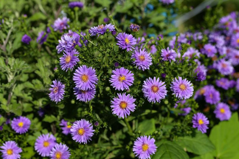 Perennials Planting in Ventura County, CA
